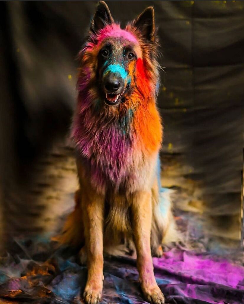 Colorful Dog